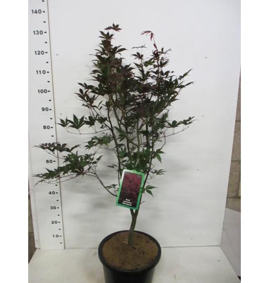 Acer palmatum Bloodgood C10 Lit. 100-125 cm