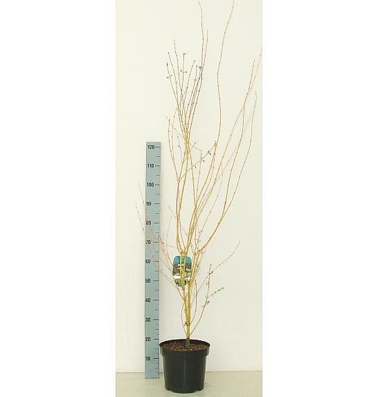 Acer palmatum Bi Hoo C7,5 Lit. 60-80 cm