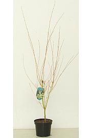 Acer palmatum Bi Hoo C5 Lit. 50-60 cm