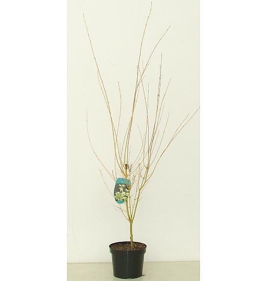 Acer palmatum Bi Hoo C5 Lit. 50-60 cm