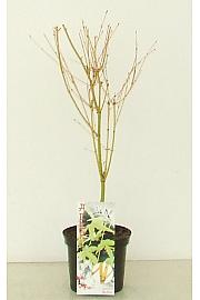 Acer palmatum Bi Hoo C3 Lit. 30-50 cm