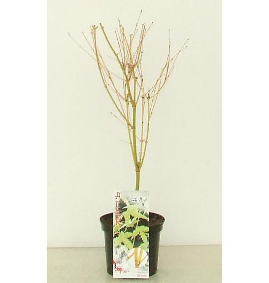 Acer palmatum Bi Hoo C3 Lit. 30-50 cm