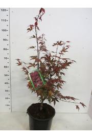 Acer palmatum Atropurpureum C7,5 Lit. 60-80 cm