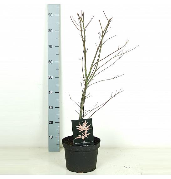 Acer palmatum Atropurpureum C5 Lit. 50-60 cm