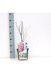 Acer palmatum Atropurpureum C3 Lit. 30-50 cm