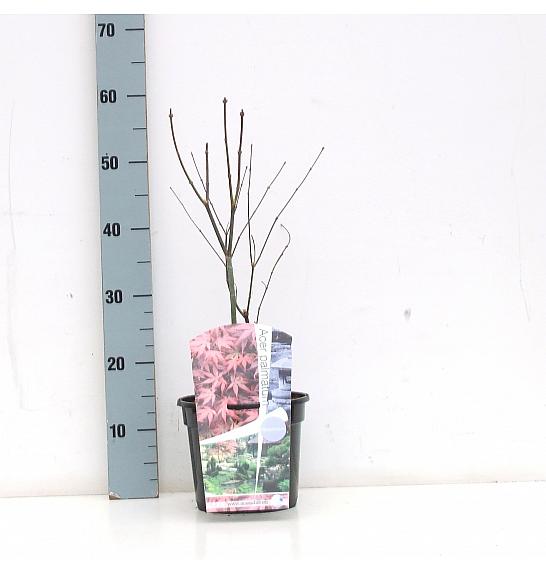 Acer palmatum Atropurpureum C3 Lit. 30-50 cm