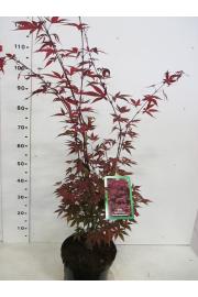 Acer palmatum Atropurpureum C10 Lit. 80-100 cm