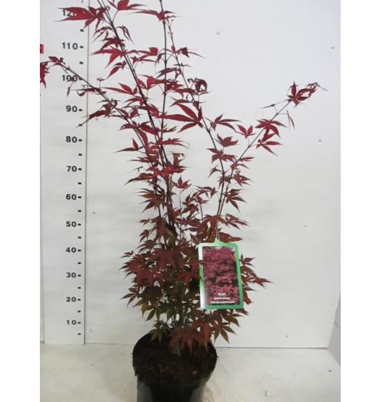 Acer palmatum Atropurpureum C10 Lit. 100-120 cm