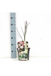 Acer palmatum Asahi Zuru C3 Lit. 30-50 cm