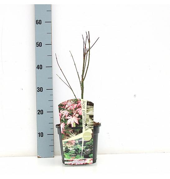 EXCELLENT ACER Acer palmatum Asahi Zuru