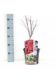 Acer palmatum Shin-deshojo C3 Lit. 30-50 cm
