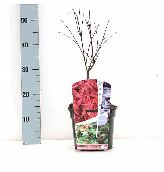 Acer palmatum Shin-deshojo C3 Lit. 30-50 cm