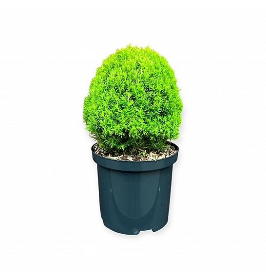 Thuja occidentalis Anniek ᴾᴿ C2.5 Lit. 20-25 cm
