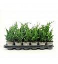 Thuja occidentalis Anniek ® Lic.2 Ø9