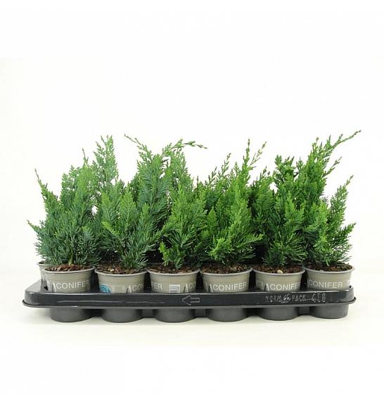 Thuja occidentalis Anniek ® Lic.2 Ø9