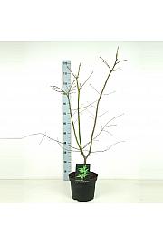 Acer japonicum Aconitifolium C7,5 Lit. 60-80 cm