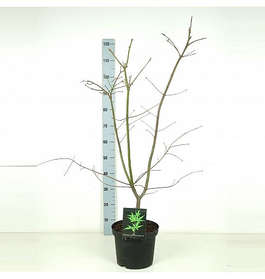 Acer japonicum Aconitifolium C7,5 Lit. 60-80 cm