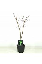 Acer japonicum Aconitifolium C5 Lit. 60-80 cm