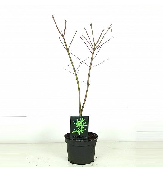 Acer japonicum Aconitifolium C5 Lit. 60-80 cm