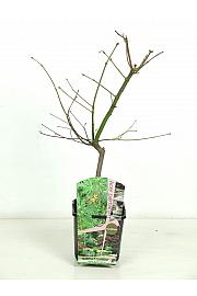 Acer japonicum Aconitifolium C3 Lit. 30-50 cm
