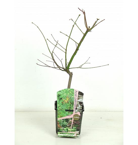 Acer japonicum Aconitifolium C3 Lit. 30-50 cm