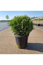 Thuja occidentalis Tiny Tim C8 Lit. 25-30 cm