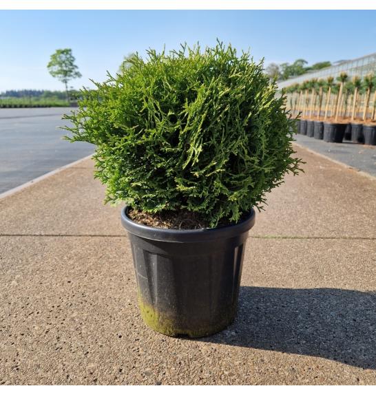 Thuja occidentalis Tiny Tim C8 Lit. 25-30 cm