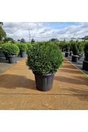 Thuja occidentalis Tiny Tim C25 Lit. 50-60 cm Krogla