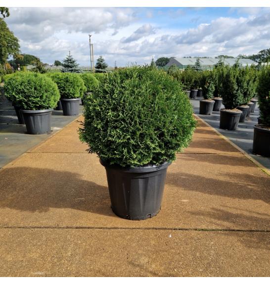 Thuja occidentalis Tiny Tim C25 Lit. 50-60 cm Krogla