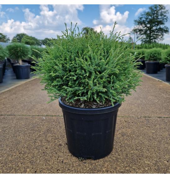Thuja occidentalis Mr Bowling Ball C8 Lit. 30-40 cm
