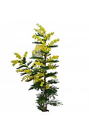 ACACIA armata fi19cm, 140cm Mimoza