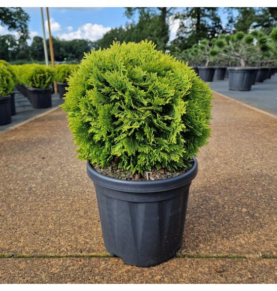 Thuja occidentalis Mirjam C6 Lit. 25-30 cm