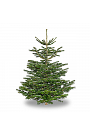 Abies Nordmanniana - Rezana stabla 175-200 cm