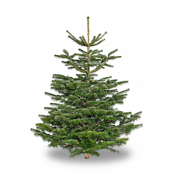 Abies Nordmanniana - Rezana stabla 175-200 cm