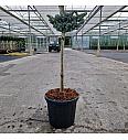 Abies koreana Kohouts Icebreaker® C6 Lit. Na steblu 40 cm