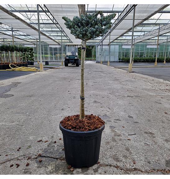 Abies koreana Kohouts Icebreaker® C6 Lit. Na steblu 40 cm