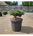 Abies koreana Kohouts Icebreaker C8 Lit. 30/+ cm
