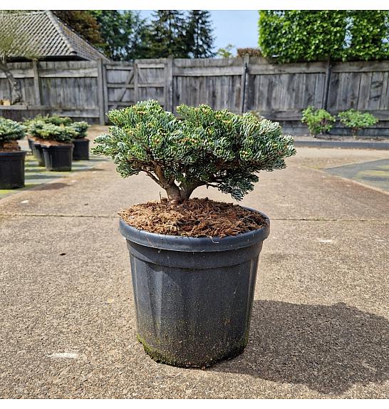 Abies koreana Kohouts Icebreaker C8 Lit. 30/+ cm