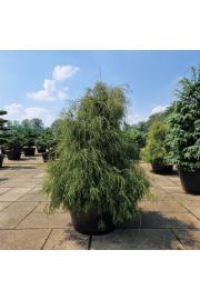 Thuja occidentalis Filiformis C500 Lit. 160-180 cm