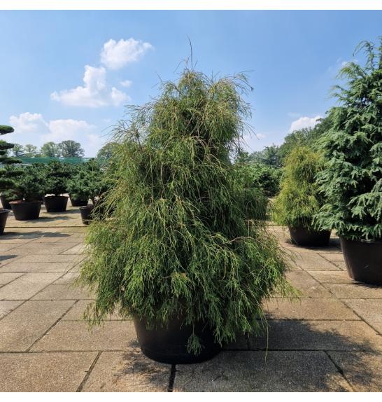 Thuja occidentalis Filiformis C500 Lit. 160-180 cm