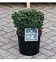 Abies koreana Brilliant C8 Lit. 25-30 cm