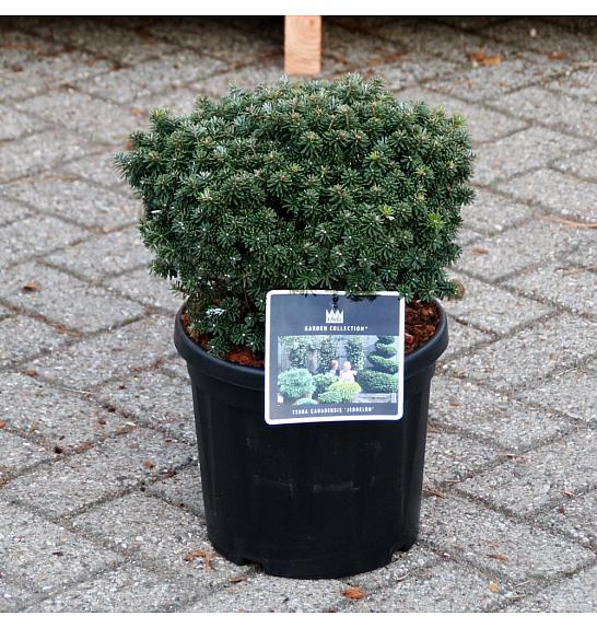 Abies koreana Brilliant C8 Lit. 25-30 cm