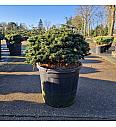Abies koreana Brillant C20 Lit. 40/+ cm