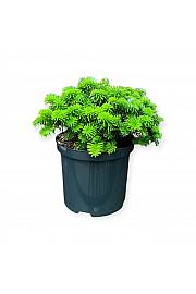 Abies koreana Brillant C2,5 Lit. 20-25 cm