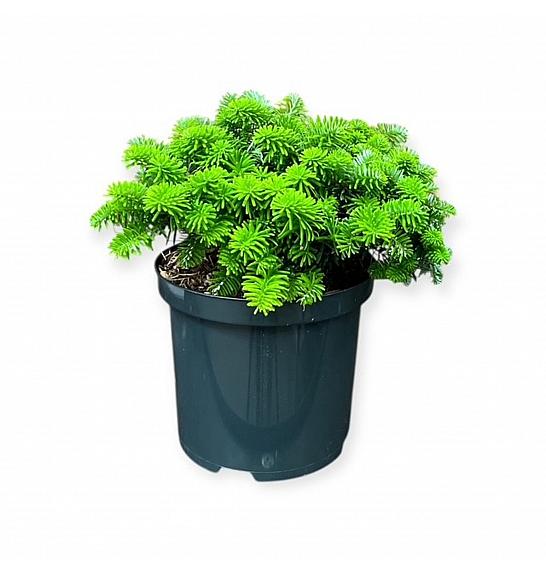 Abies koreana Brillant C2,5 Lit. 20-25 cm