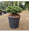 Abies koreana Brillant C11 Lit. 30/+ cm