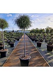 Thuja occidentalis Filiformis C65 Lit. Na steblu 140 cm