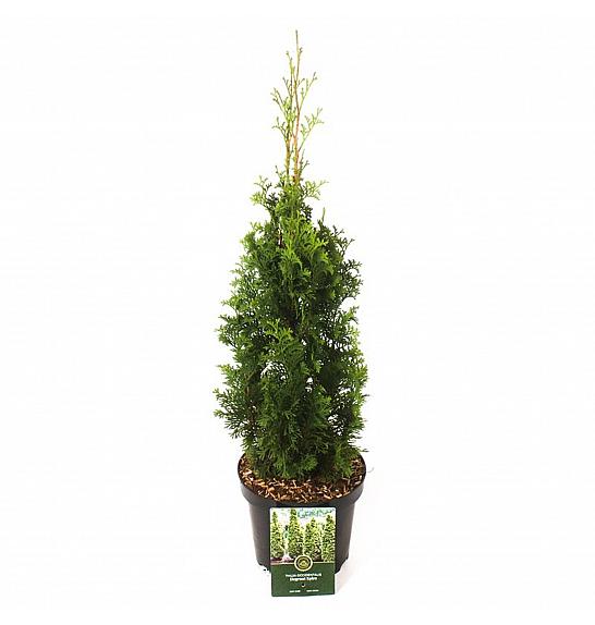 Thuja occ. Degroot Spire C2.5 Lit. 40-50 cm