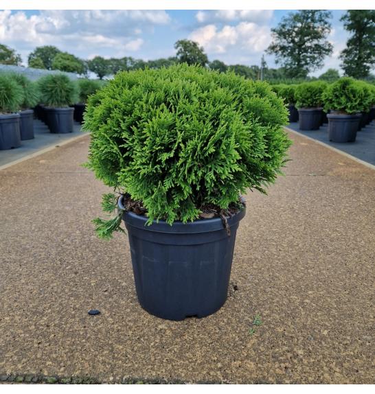Thuja occidentalis Danica C6 Lit. 25-30 cm