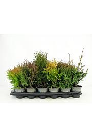 Thuja Mix Ø9